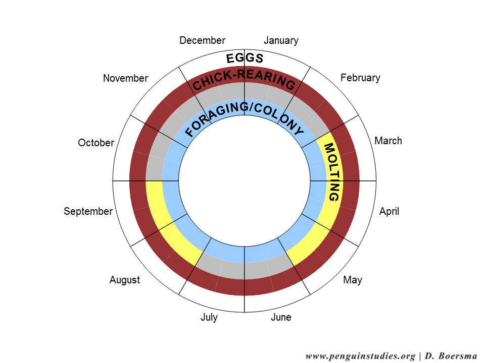 Galapagos Penguins – PENGUIN SENTINELS
