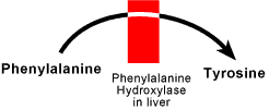 phenylalanine is converted to tyrosine by an enzyme called phenylalanine hydroxylas