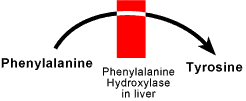 what is phenylalanine