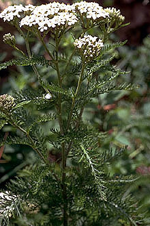 Photograph of Achillea millefolium