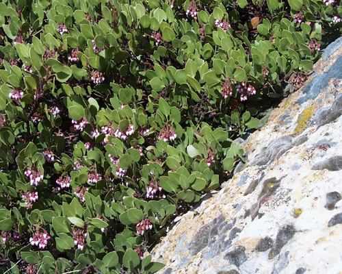 Arctostaphylos patula