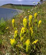 Golden paintbrush on Whidbey Island