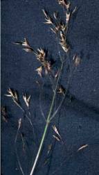 Large Photograph of Deschampsia caespitosa
