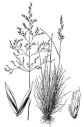 Large Line Drawing of Deschampsia caespitosa