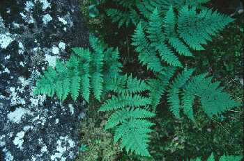 Spreading Wood Fern, Photo courtesy Wisconsin State Herbarium and Sue R. Crispin