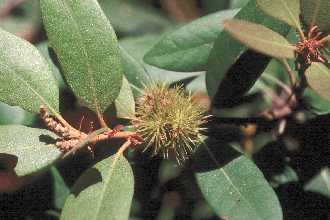 Click on this Photograph of Chrysolepis sempervirens to enlarge it and download  a high-resolution JPEG file