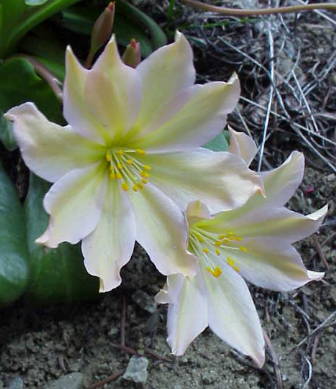 photo of Lewisia tweedyi