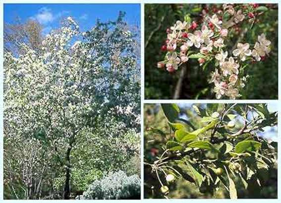 Malus fusca Pacific Crabapple Oregon crab apple