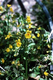 Photograph of Mimulus guttatus