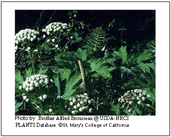 Text Box:  
      Photo by  Brother Alfred Brousseau @ USDA-NRCS 
       PLANTS Database  St. Mary's College of California  
