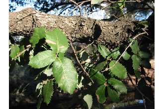 Photo of Quercus chrysolepis Liebm.
