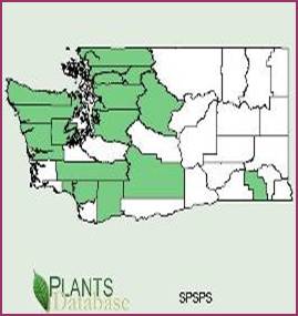 Washington County Distributional Map for Spiraea splendens var. splendens