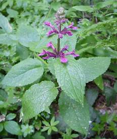 photo of Stachys cooleyae