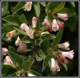 0406429 Mountain Snowberry blossoms & foliage detail [Symphoricarpos oreophilus]. Kittitas Co. Hayward Hill, WA.  Mark Turner