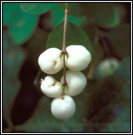 mountain snowberry, Symphoricarpos oreophilus  (Dipsacales: Caprifoliaceae)