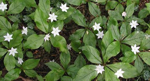 Trientalis latifolia. Photographed by Michelle Margroff. Copyright 2002. All rights reserved.