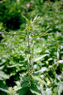 Photograph of Urtica dioica