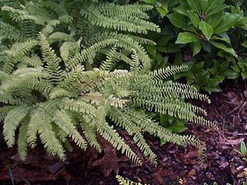 Maidenhair Fern