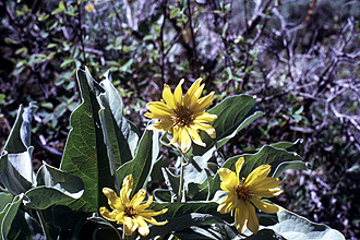 Photograph of Balsamorhiza sagittata