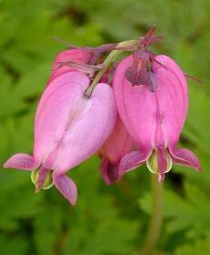 wild bleeding hearts plants outdoors