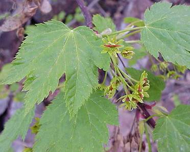 photo of Acer glabrum