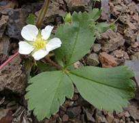 Woodland strawberry