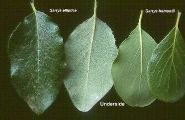 leaves, comparison with Garrya elliptica