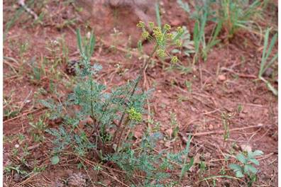 Large Photograph of Lomatium dissectum