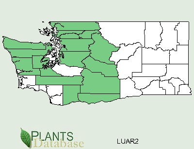 Washington County Distributional Map for Lupinus arcticus