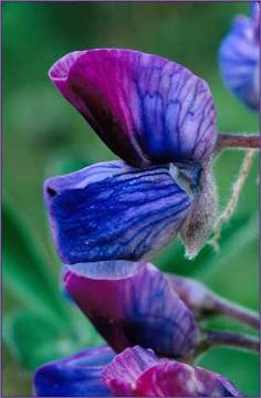 Flower Image, Nootka Lupine