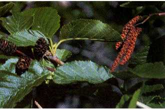 Click on this Photograph of Alnus incana to enlarge it and download  a high-resolution JPEG file