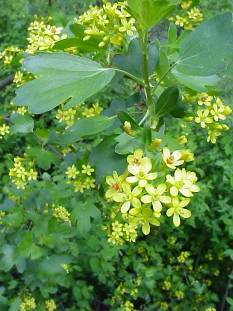 photo of Ribes aureum