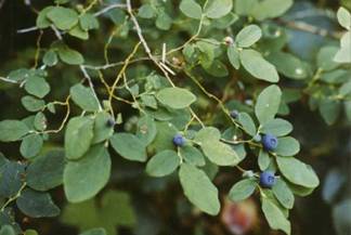 Vaccinium alaskaense - Alaska Huckleberry
