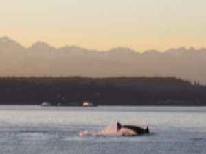 Orca breaching