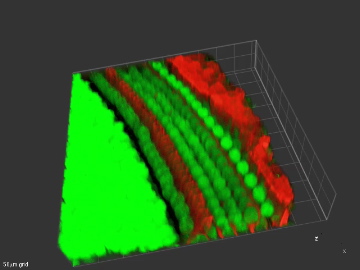 P75cochlea3D