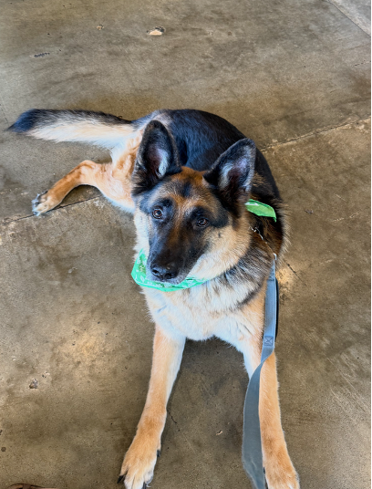 A German Shepard looks up at the camera from a concrete floor