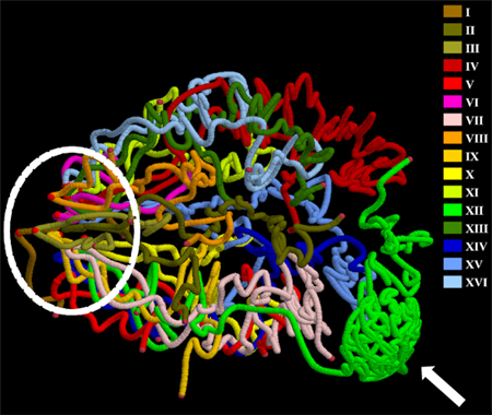 Yeast Genome