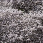 Cherry Blossoms; photo by Jeanette Mills, 02 April 2012
