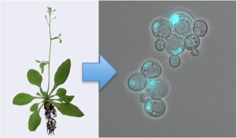 Image:Auxin.jpg