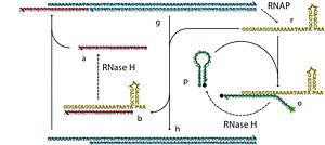 A feedback controller made from bits of DNA and a couple of enzymes. This circuit can be run in a test tube. A double stranded DNA with an RNAP promotor is transcribed to produce RNA. In our circuit, the RNA drives a fluorescent reporter and also turns off the promotor. The result is negative feedback: too much RNA and RNA production slows down; note enough, and it speeds up.