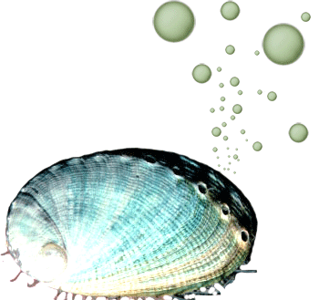 Abalone