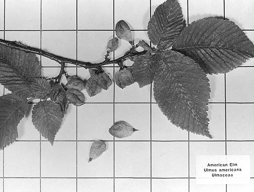 [Leaves and seeds of American White Elm]
