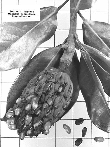 [Leaves and seed pod of Evergreen Magnolia]