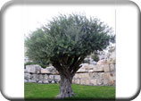 Olive Tree of Hope