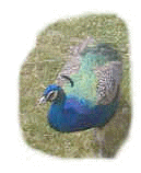 wpe20.jpg (3167 bytes)