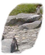 wpe1F.jpg (4364 bytes)