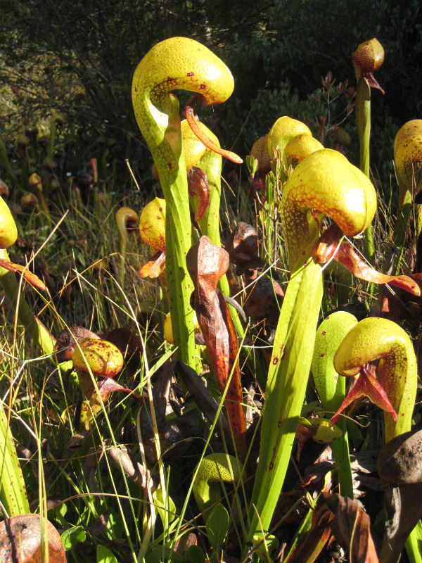 Darlingtonia californica