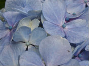 hydrangea