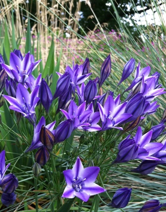 Brodiaea