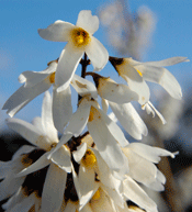 White forsythia